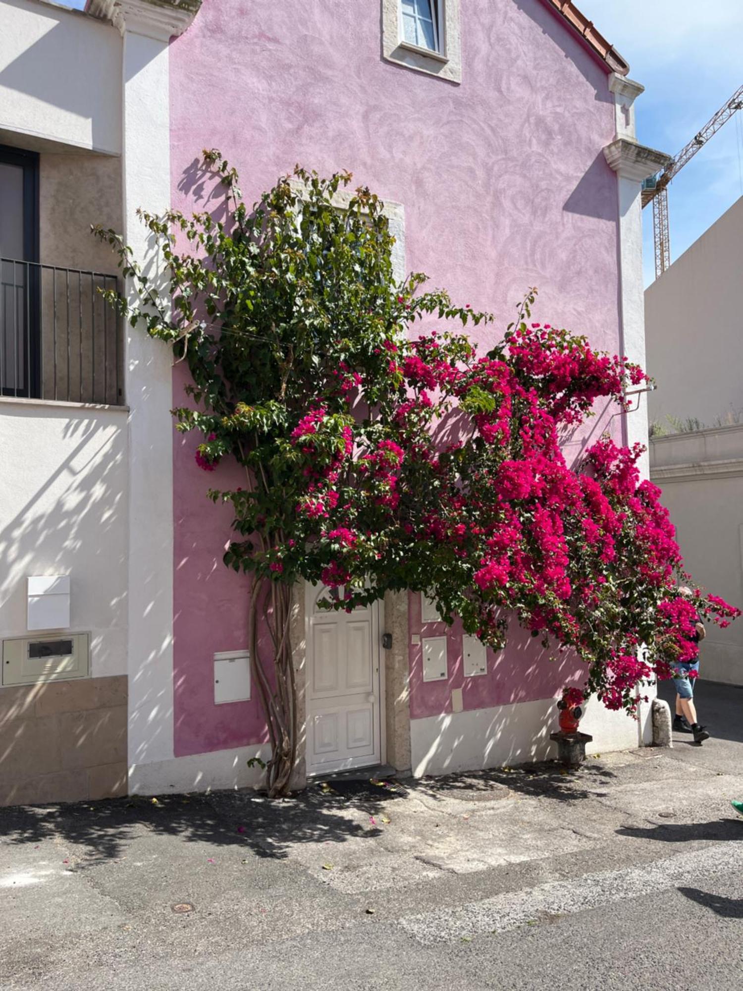 Casa Cor De Rosa Daire Lisboa Dış mekan fotoğraf